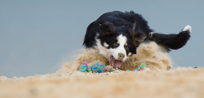 juguetes para perros medianos ofertas comprar opiniones barato perros medianos accesorios adiestramiento para perros medianos comprar