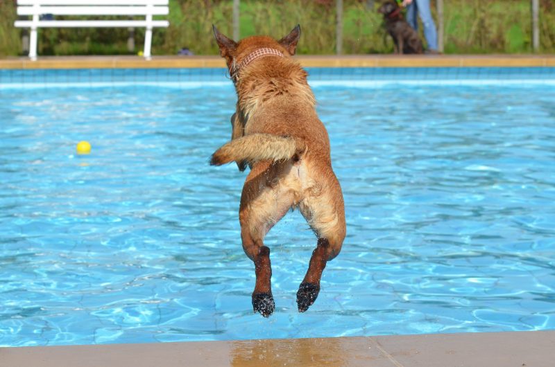 comprar piscinas para perros grandes rigidas baratas de plastico comprar ofertas barato accesorios perros opiniones piscinas para perros