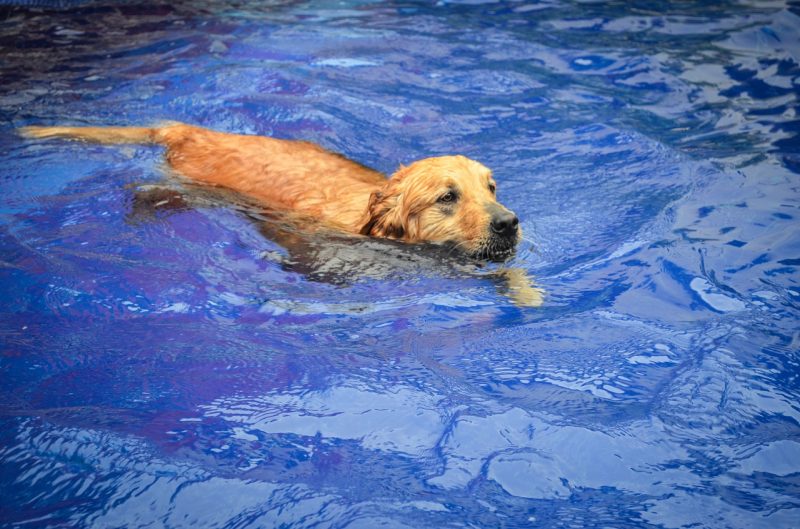piscina plegable para perros comprar ofertas barato accesorios piscina para perros plegable opiniones adiestramiento piscinas para perros