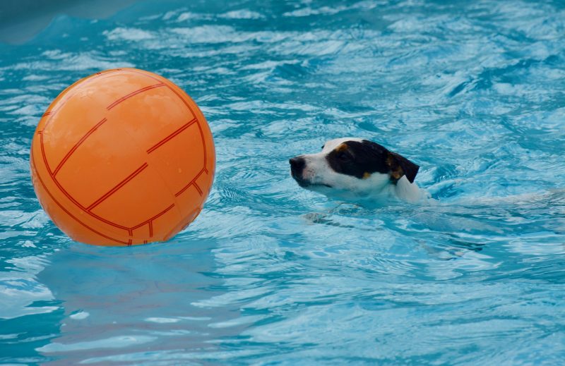 piscinas para perros grandes rigidas baratas de plastico comprar ofertas barato accesorios perros opiniones adiestramiento piscinas para perros