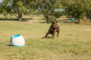 lanzador de pelotas para perros comprar lanzador de pelotas aunomatico grandes pequeños cachorros