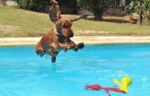 piscinas para perros barcelona resort canino can jané