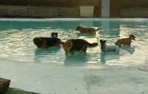 piscinas para perros madrid campus perruno
