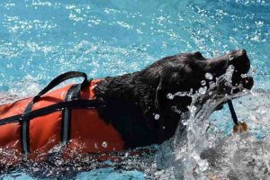 piscinas para perros rehabilitaciion y terapia