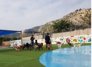 piscinas para perros valencia resort  animal gos aventura castellón