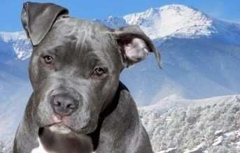 tipos de razas de perros pitbull blue nose pitbull