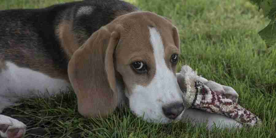 Juguetes casero para beagles