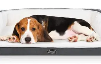 camas para perros beagle