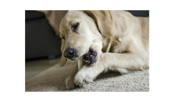 juguetes irrompibles para perros