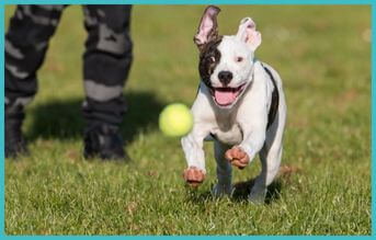 los mejores juguetes para perros pitbull, pitbull jugando con su juguete favorito: la pelota