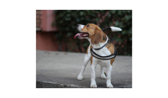 juguetes para beagle