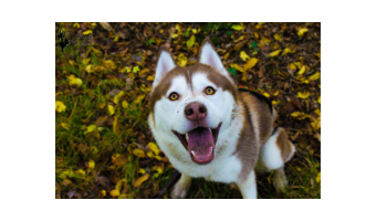 juguetes para perros husky