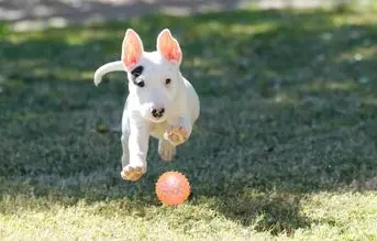 las pelotas son uno de los mejores juguetes para perros bull terrier