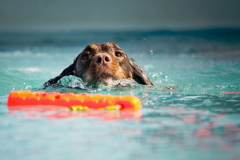 piscinas para perros rigidas de plastico duro comprar ofertas barato accesorios perros piscinas para perros rigidas opiniones para perros adiestramiento