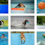 juguetes acuaticos para perros comprar oferta baratos precio opiniones comprar piscinas para perros piscina plegable rigida de plastico duro