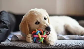 tipos de juguetes para perros de www.juguetesparaperros.online