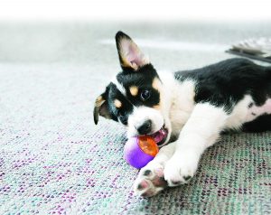 Kong Squeezz Action Red comprar ofertas opiniones baratas segundamano precio comprar pelotas kong para perros grandes pequeños medianos cachorros pitbull de presa