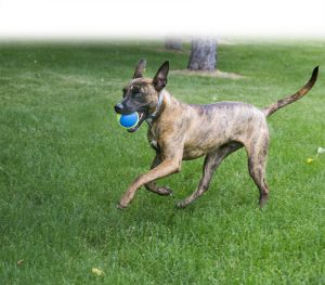 Kong Ultra Squeakair Ball comprar ofertas precio novedades opiniones comprar pelotas kong para perros grandes pequeños cachorros pitbull de presa Kong Ultra Squeakair Ball