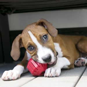 kong stuff a ball comprar ofertas precio opiniones segundamano novedades comprar pelota kong para perros grandes pequeños