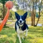 lanzador de pelota para perros