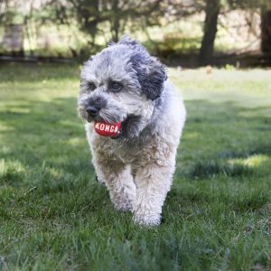 pelotas para perros Kong signature ball comprar ofertas opiniones baratas economicas precios comprar pelotas kong para perros grandes pequeños cachorros de presa pitbullKong signature ball
