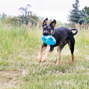 pelotas para perros kong Jumbler Football comprar precios ofertas baratos opiniones pelotas kong Jumbler Football para perros grandes pequeños de presa pitbull