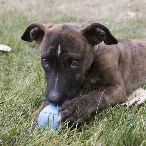 pelotas para perros kong Puppy Ball comprar ofertas precio baratas opiniones pelotas kong Puppy Ball para perros grandes pequeños cachorros de presa pitbull