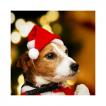gorros de navidad para perros comprar ofertas precio opiniones baratos comprar gorros de navidad para perros grandes pequeños papa noel diademas