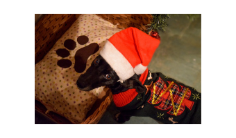 juguetes de navidad para perros comprar ofertas precio barato opiniones comprar juguete de navidad para perros regalo para perros