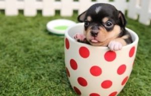 juguetes para perros chihuahua el chihuahua es el perro mas pequeño del mundo comprar ofertas precios opiniones catalogo tienda online amazon