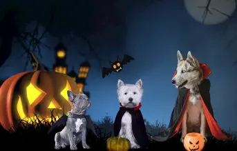 perros con disfraces de halloween
