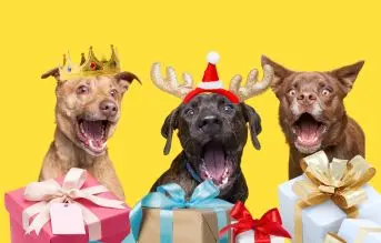 Los Mejores Regalos de Navidad para Perros
