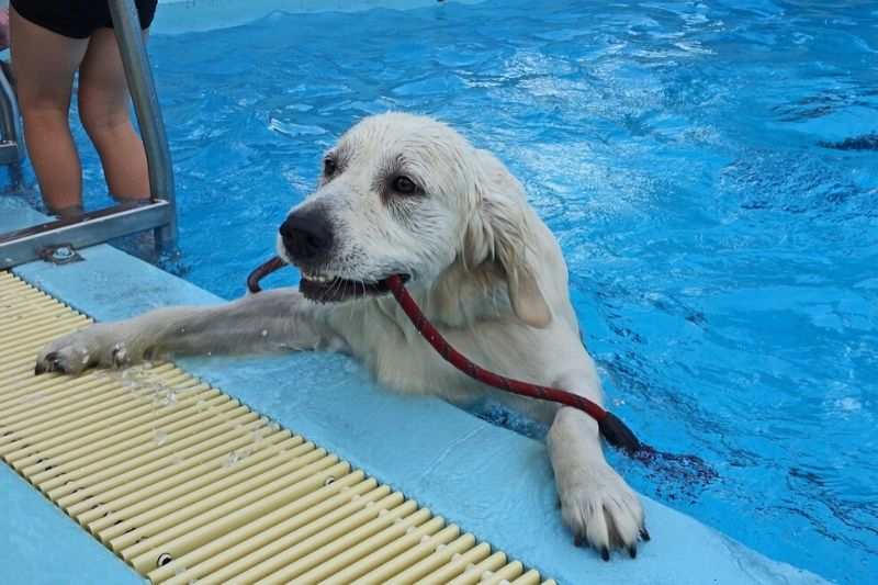 donde hay piscinas para perros