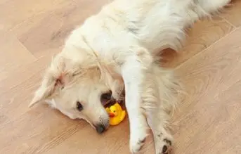 un perro labrador con un juguete chillon